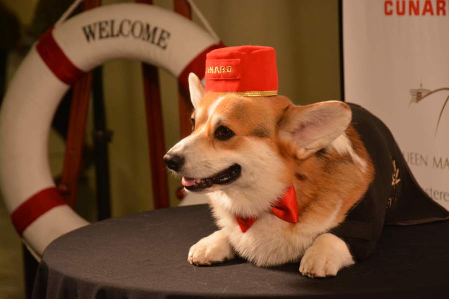 croisière animaux, Cunard, le Queen Mary 2