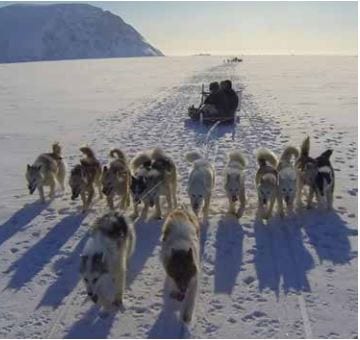 Lors de votre séjour en antarctique, Ponant vous offrira la possibilité de partir à la rencontre des étendues glacées via une randonnée en chiens de traîneau. Un moment privilégié avec les animaux et la flore locale.