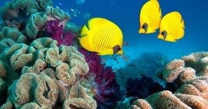 MSC s'associe afin de lutter contre la déforestation des recifs coralliens. Quand croisière rime avec environnement