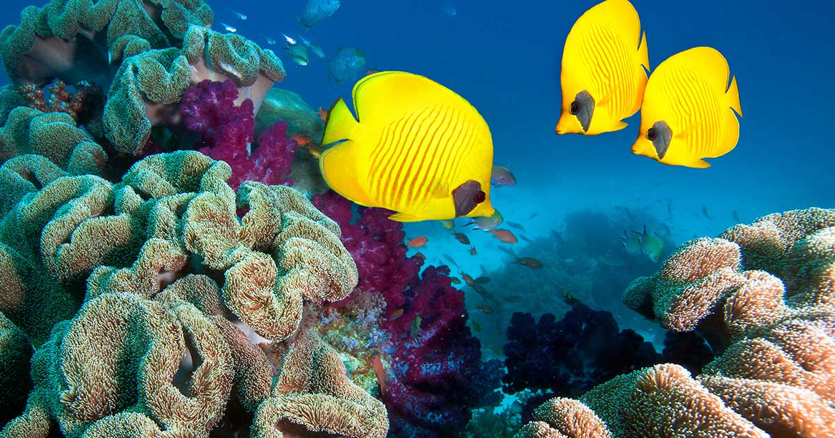 MSC s'associe afin de lutter contre la déforestation des recifs coralliens. Quand croisière rime avec environnement