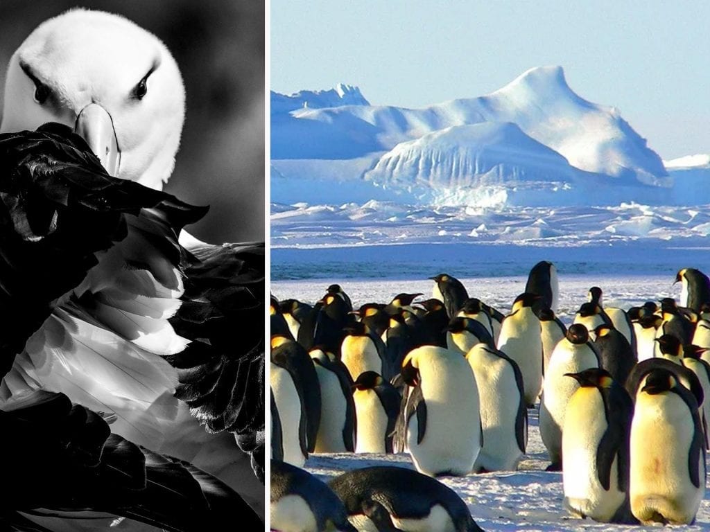 Les rookeries, sont des colonies d'empereurs qui se regroupent lors des grosses chutes de température afin de se tenir chaud