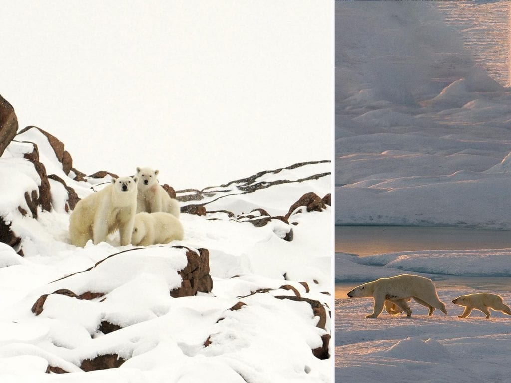 Terre des ours polaire, l'Arctique est le lieu de vie de nombreux mammifères : renards, phoque, baleine à bosses ou encore morse.