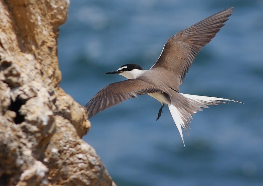Sur les îles Lacépède, la nature y est reine. Les oiseaux, tortues de mer et requins ont une place prépondérante.