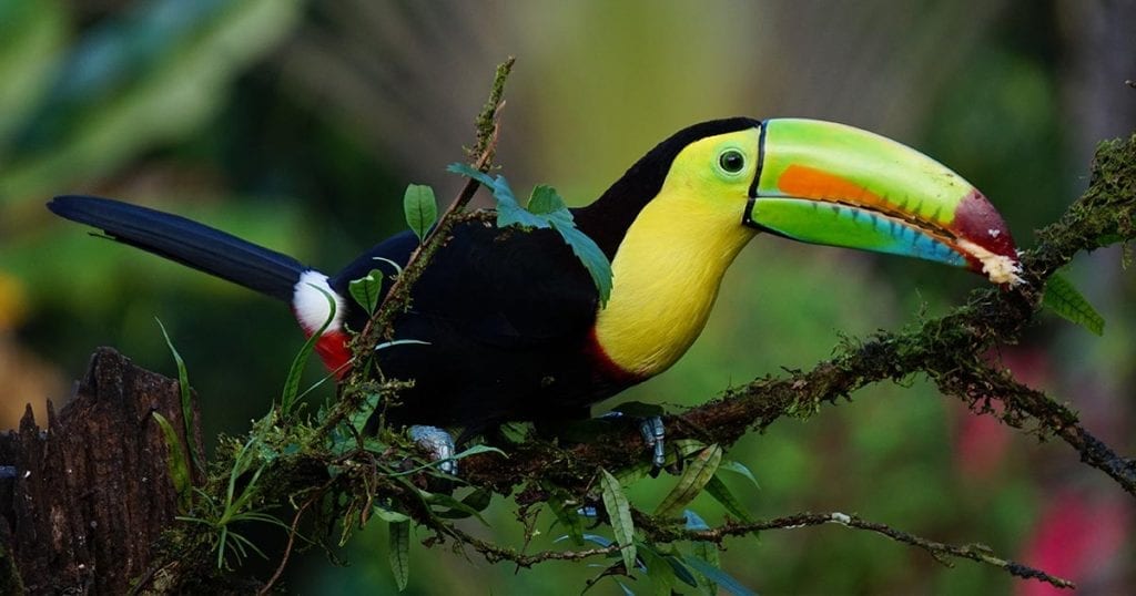 Pétillant, pleins de vie, les habitants de Costa Rica voue leur temps à la protection de la faune animale