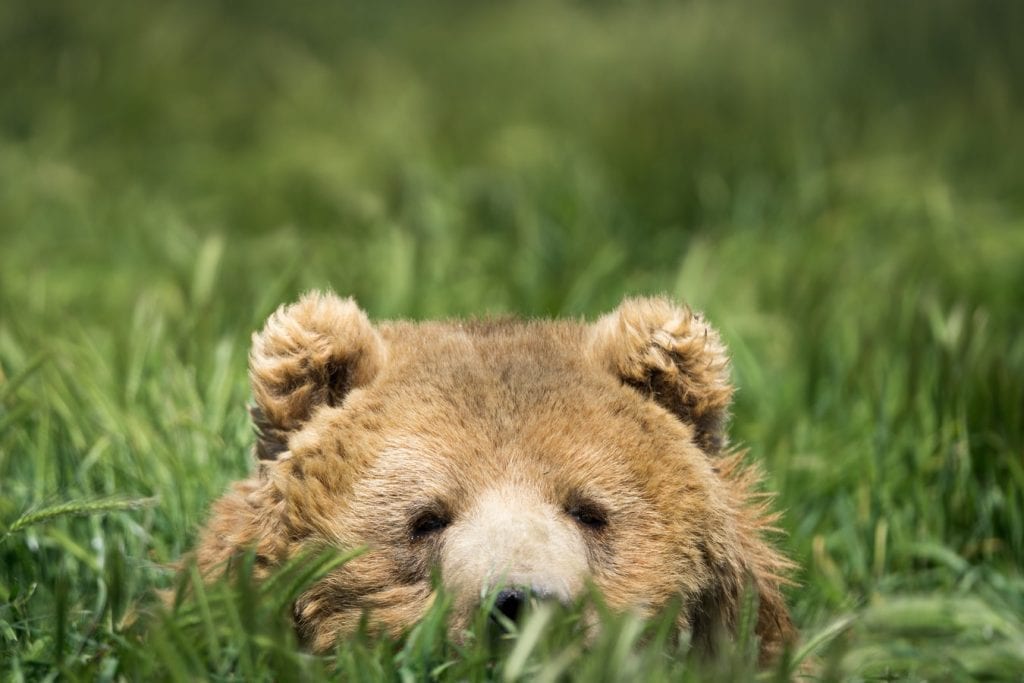 Un petit ours sortant des buissons tel un suricate