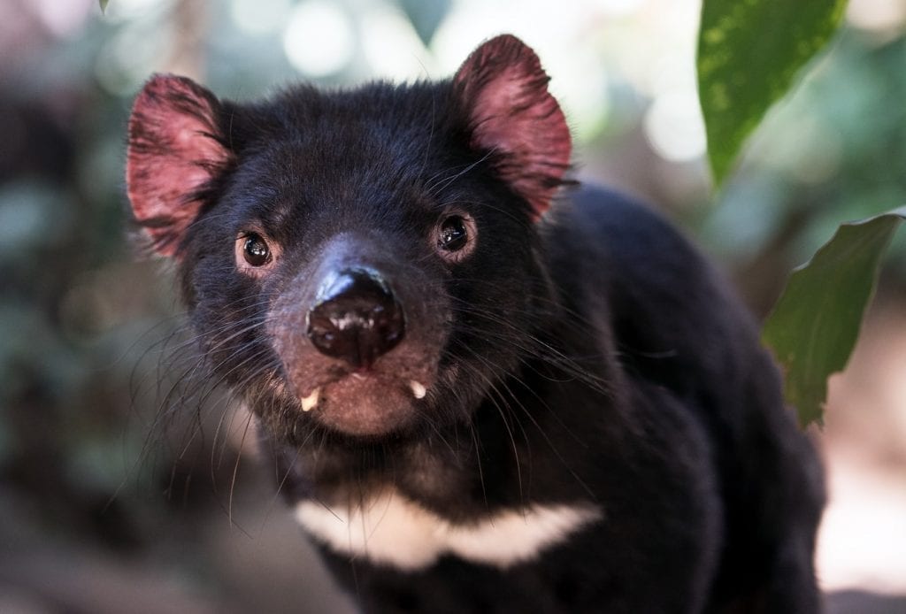 le vrai diable, en personne, il n'y en a aucun autre. Savez-vous d'ailleurs que le diable de Tasmanie est le seul animal pouvant manger de la viande putréfiée ?