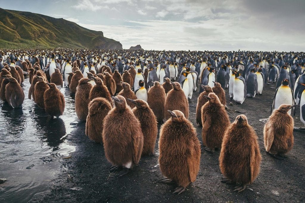 Les manchots c'est en arctique ou en antarctique ? 