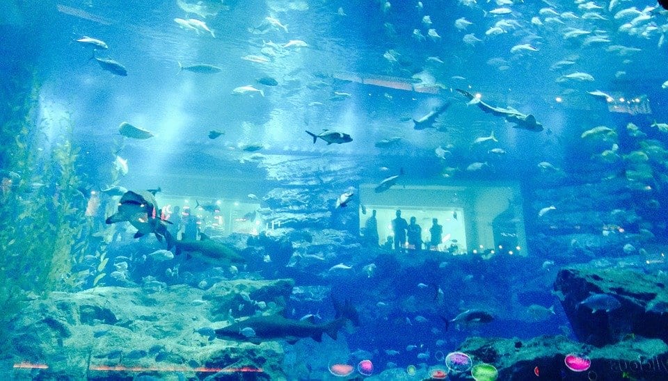Un aquarium dans le centre commercial Dubaï Mall
